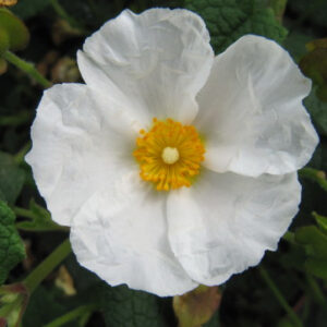 Cistus corbariensis